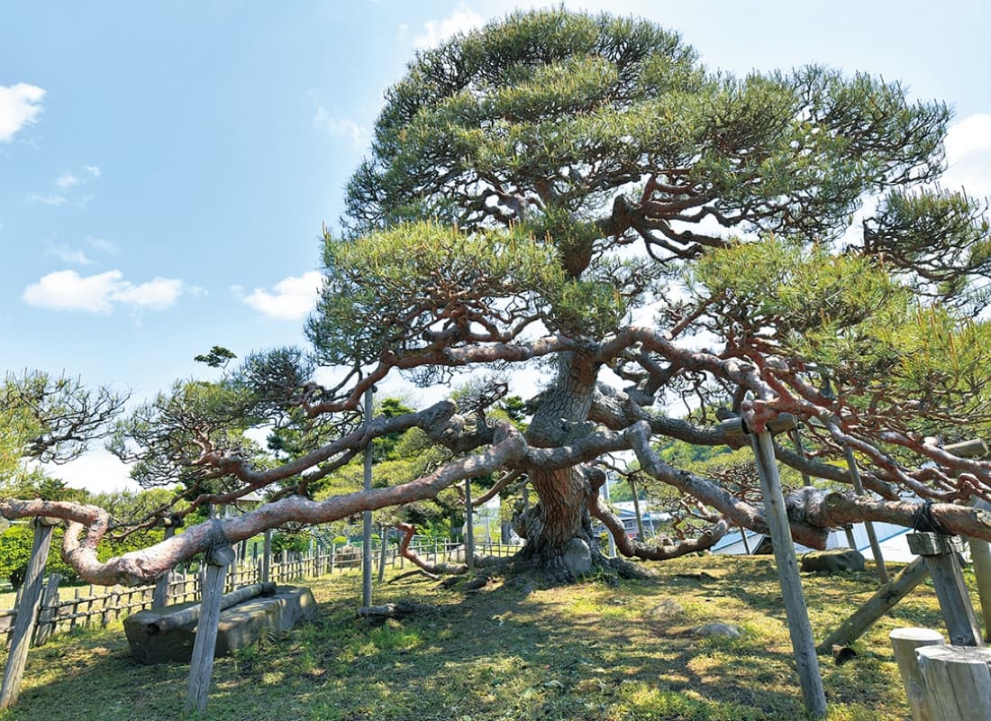 関根の松